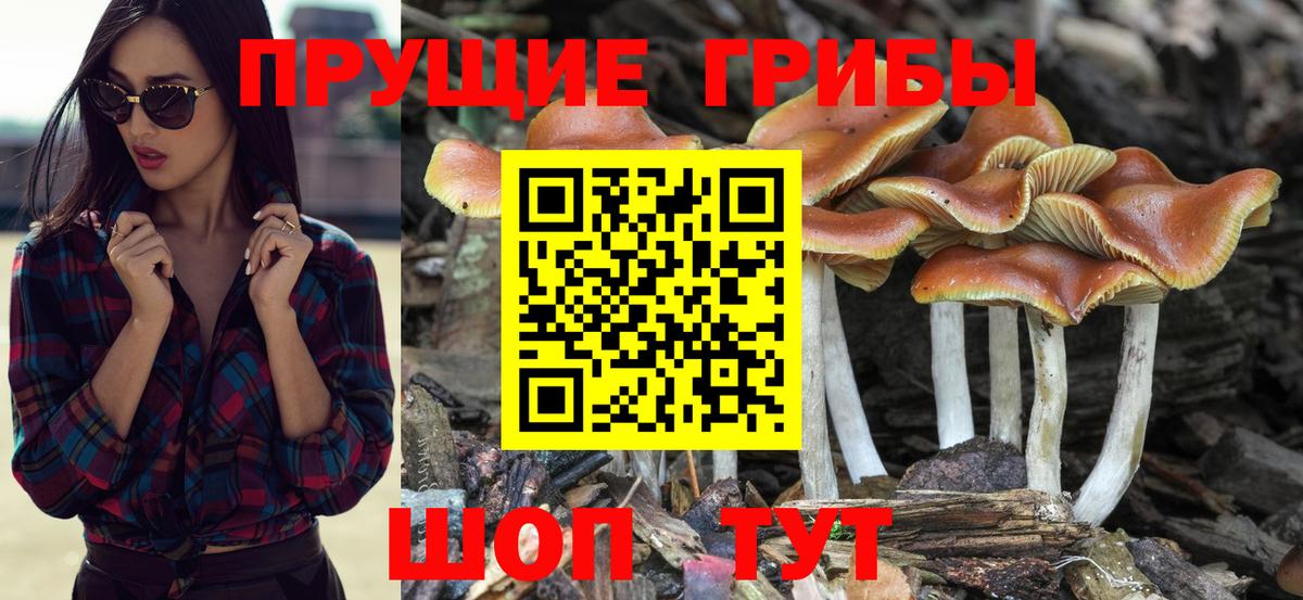 Псилоцибиновые грибы прущие грибы  Вход с VPN  Абинск 